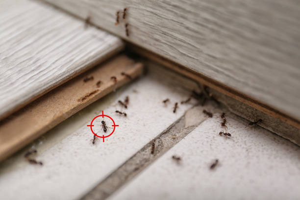 Best Local Pest Control Services  in Coweta, OK