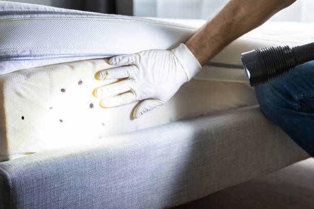 Best Local Pest Control Services  in Coweta, OK