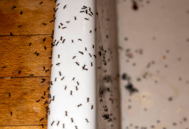 Best Emergency Pest Control  in Coweta, OK
