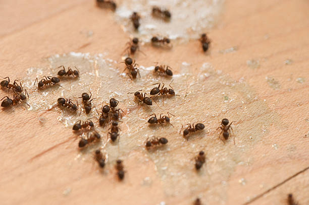 Best Pest Inspection Near Me  in Coweta, OK